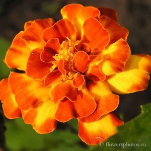 Meet your Posher, Sandy